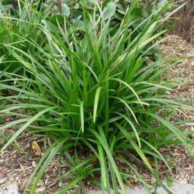 Carex oshimensis 'JS Greenwell'