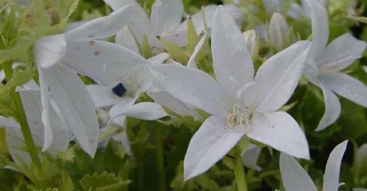 Campanula poscharskyana 'E.h. Frost'
