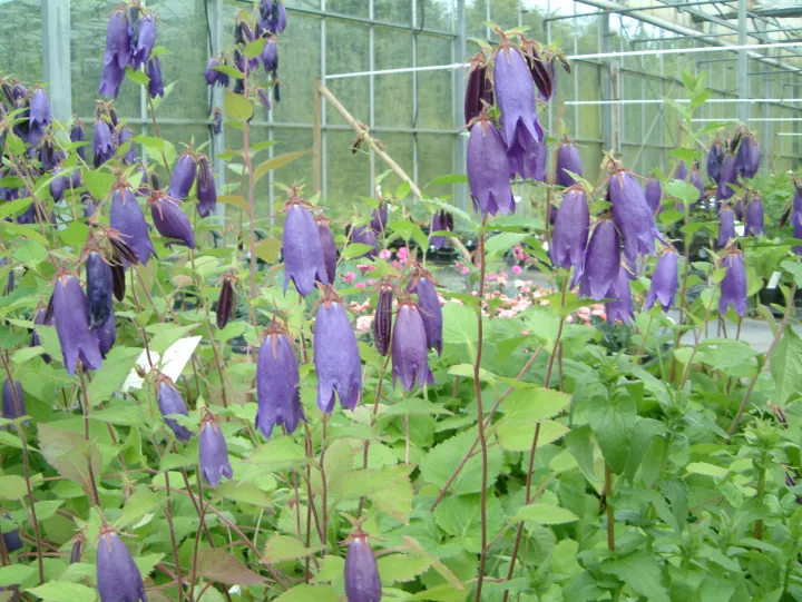 Campanula 'Sarastro'