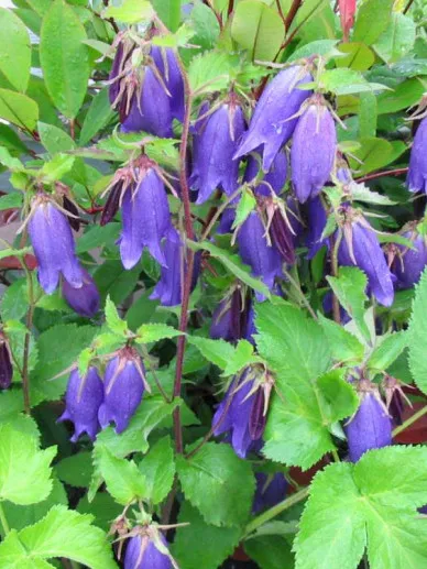 Campanula 'Sarastro'