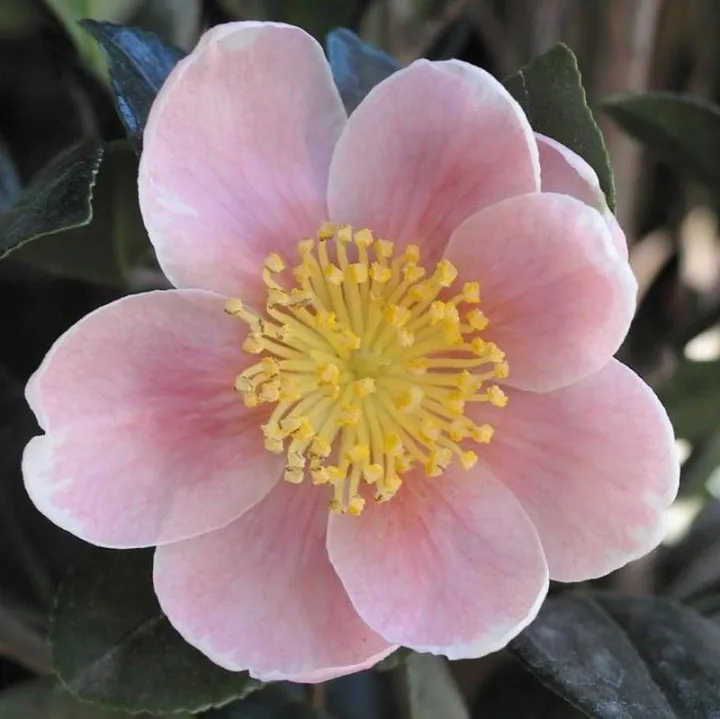 Camellia sasangua