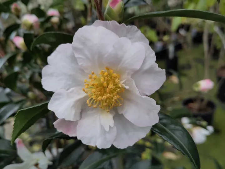 Camellia sasanqua 'Hino De Gumo'
