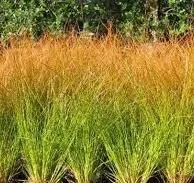 Chasmanthium latifolium