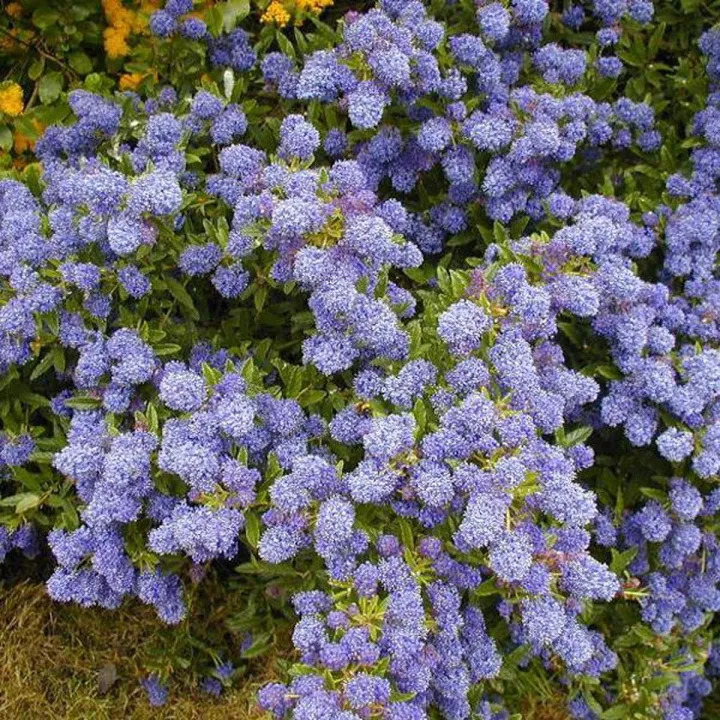 Ceanothus 'Blue Mound'