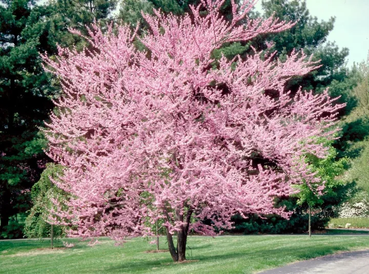 Cercis canadensis 