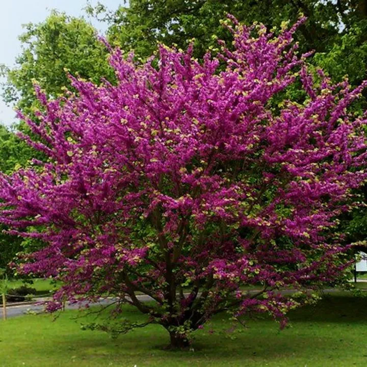 Cercis chinensis 'Avondale'
