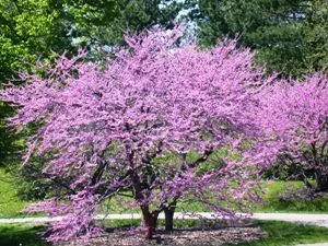 Cercis canadensis 'Forest Pansy'