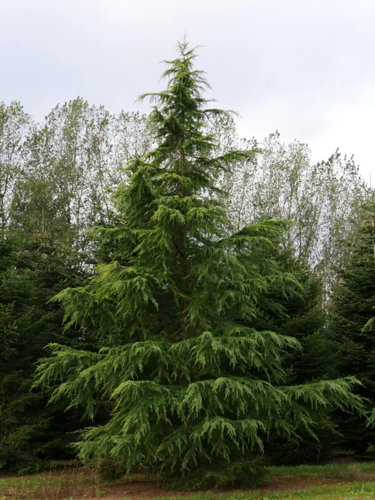 Cedrus deodara 'Aurea'