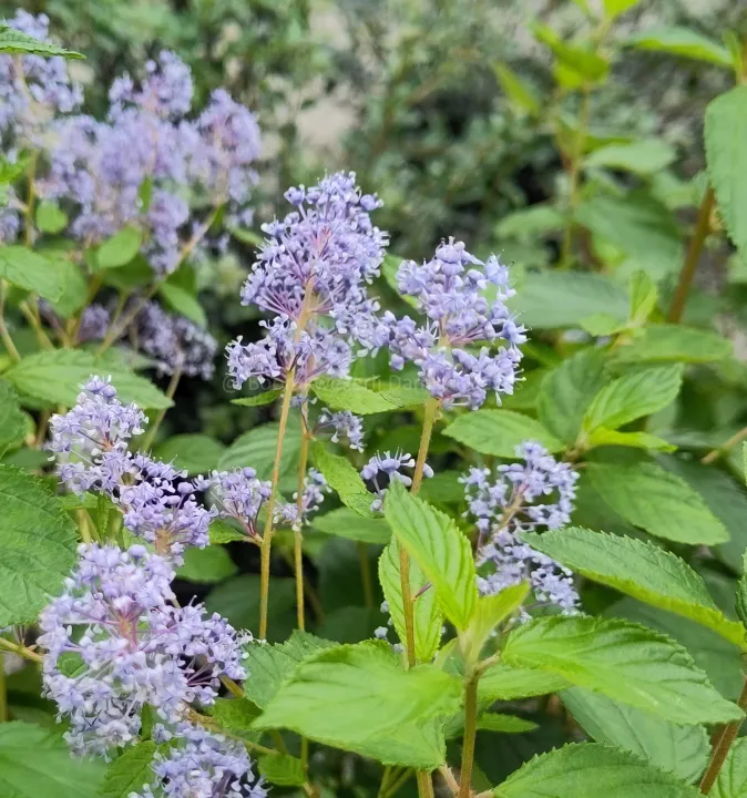 Ceanothus delilianus 'Gloire De Versailles'