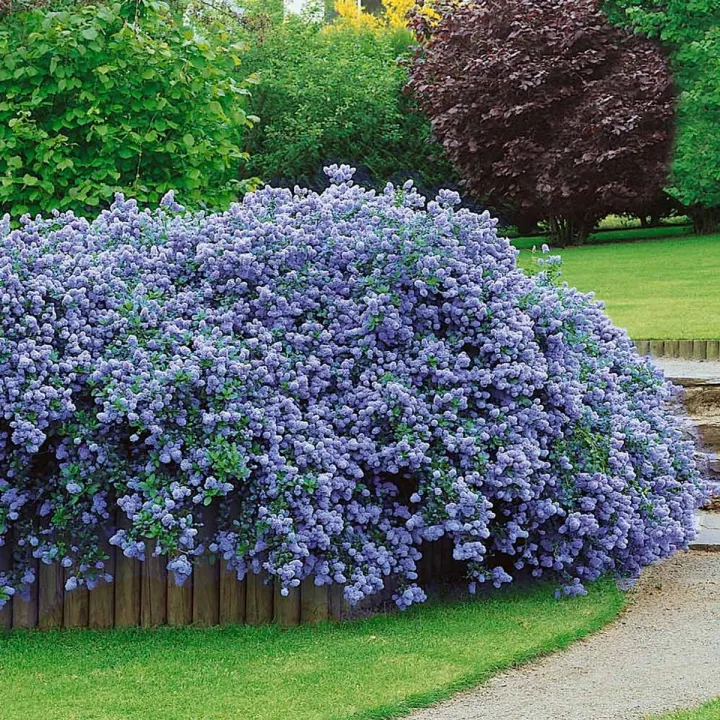 Ceanothus impressus 'Victoria'