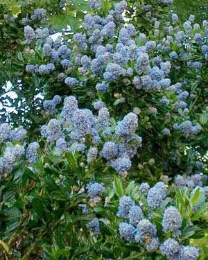 Ceanothus impressus 'Victoria'