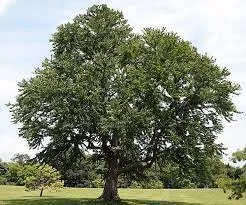 Cercidiphyllum japonicum