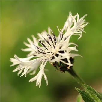 Centaurea montana 'Alba'