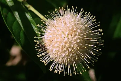 Cephalanthus occidentalis