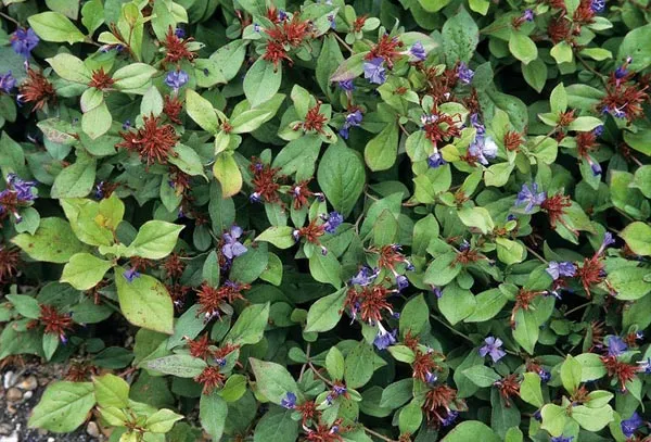 Ceratostigma plumbaginoides
