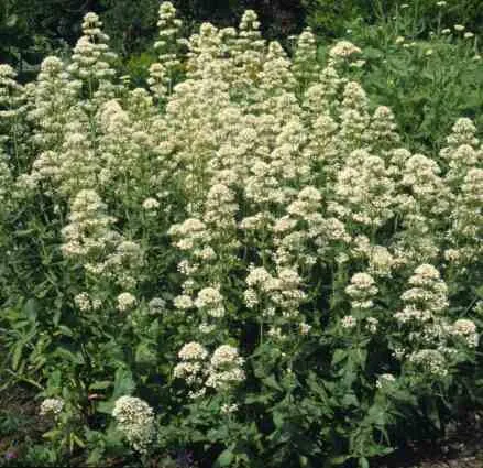 Centranthus ruber 'Albus'