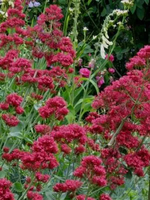 Centranthus ruber 'Coccineus'