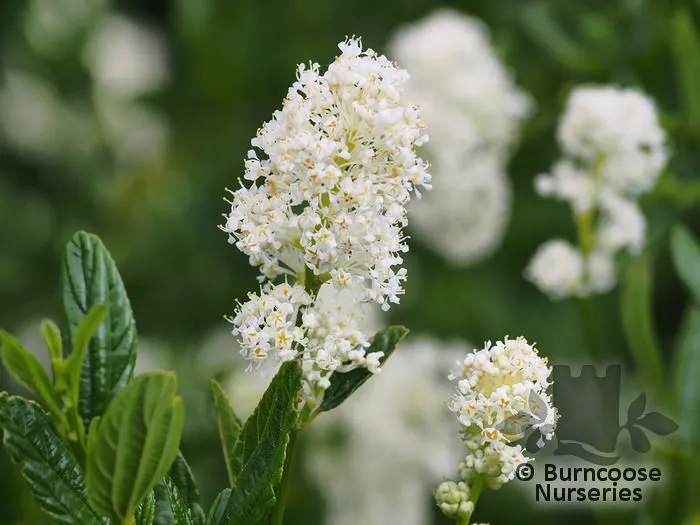 Ceanothus 'Snow Flurries'