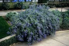 Ceanothus thyrsiflorus 'Repens'