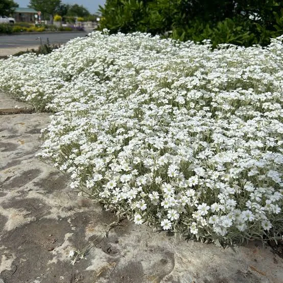 Cerastium tomentosum