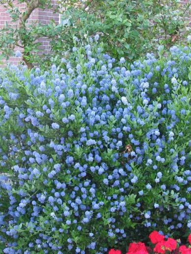 Ceanothus thyrs. 'Skylark'