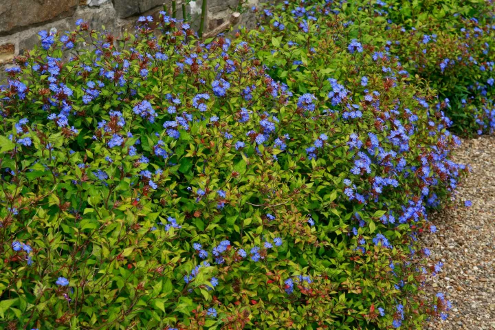 Ceratostigma willmottianum