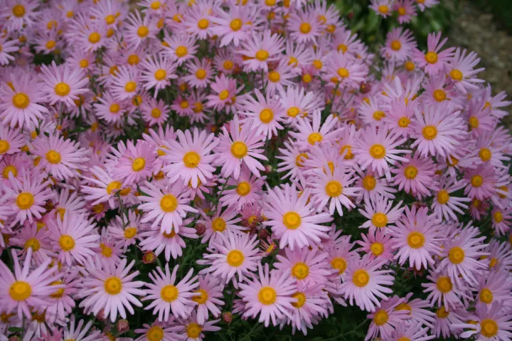 Chrysanthemum 'Clara Curtis'