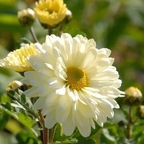 Chrysanthemum hybride 'Poesie'