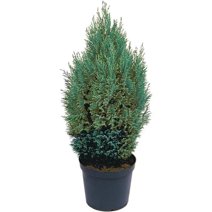 Chamaecyparis law. 'Ellwoodii'