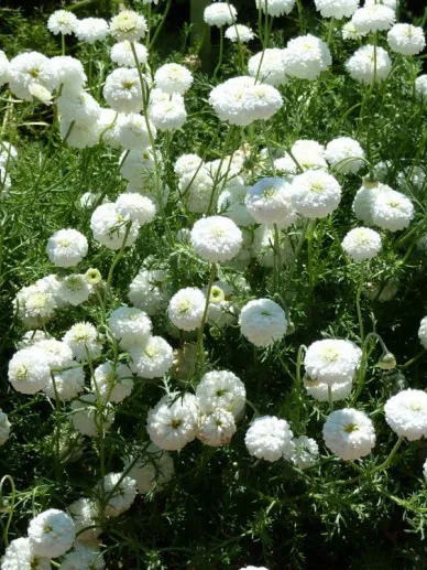 Chamaemelum nobile 'Ligulosum'