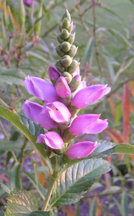 Chelone obliqua