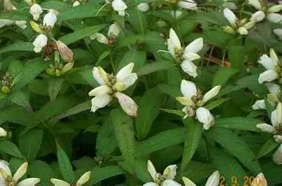 Chelone obliqua 'Alba'