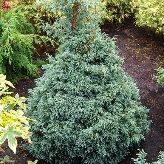 Chamaecyparis pisifera 'Baby Blue'