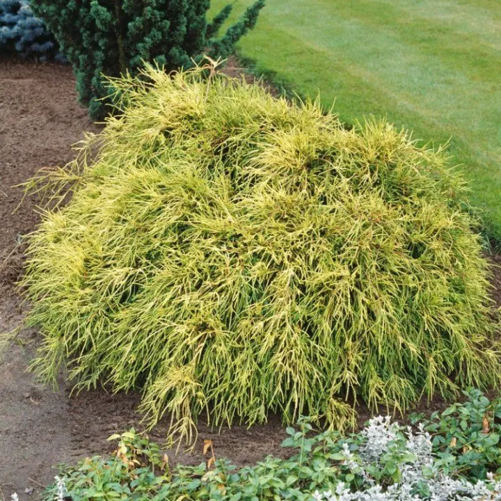Chamaecyparis pisifera 'Sungold'