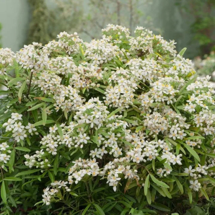 Choisya ternata 'Aztec Gold'