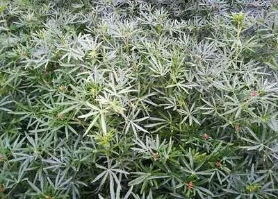 Choisya ternata 'White Dazzler'