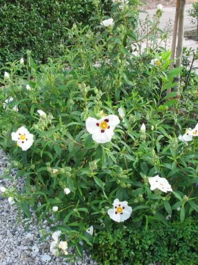 Cistus aguilarii (x) 'Immaculatus'