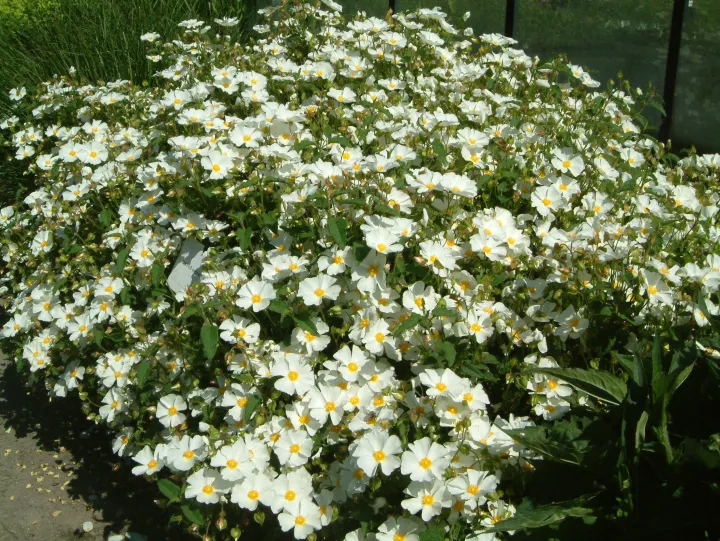 Cistus corbariensis (x)