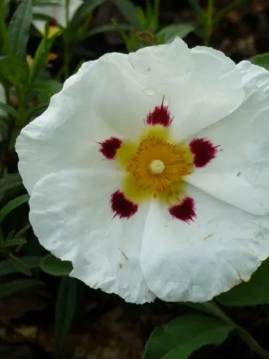 Cistus dansereaui (x)