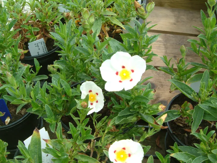 Cistus dansereaui (x)