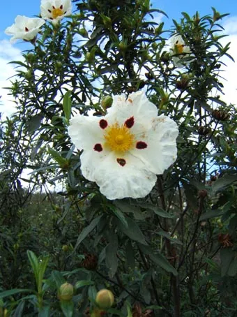 Cistus ladanifer
