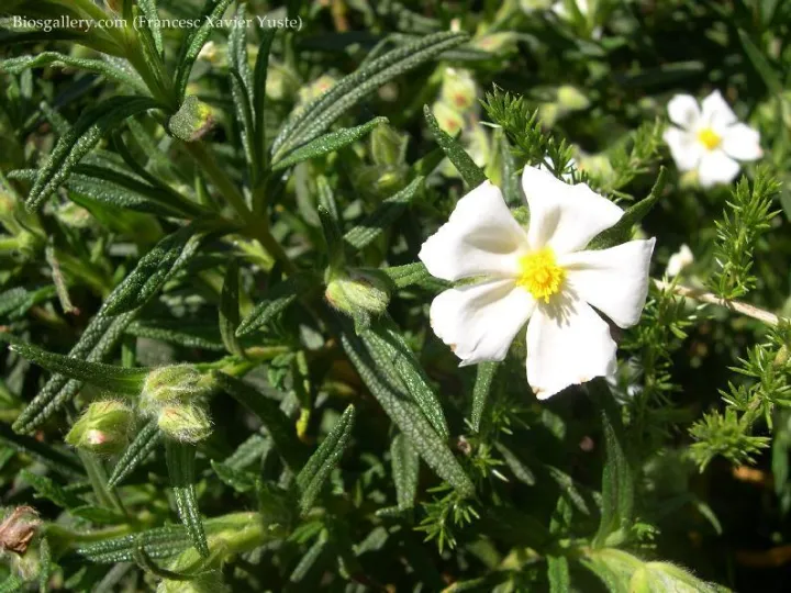 Cistus monspeliensis