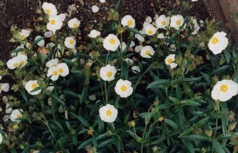 Cistus oblongifolius (x)
