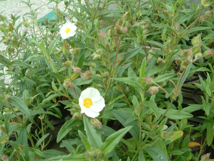 Cistus oblongifolius (x)
