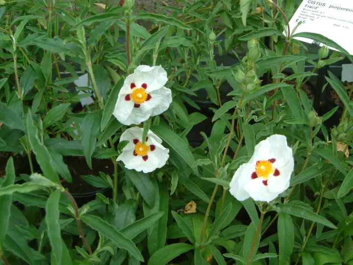 Cistus purpureus (x) 'Alan Fradd'