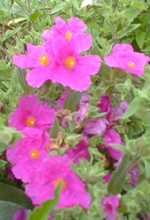 Cistus pulverulentus (x) 'Sunset'