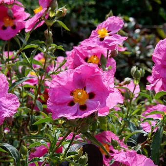 Cistus purpureus (x)
