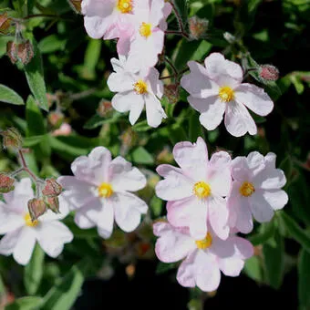 Cistus skanbergii (x)
