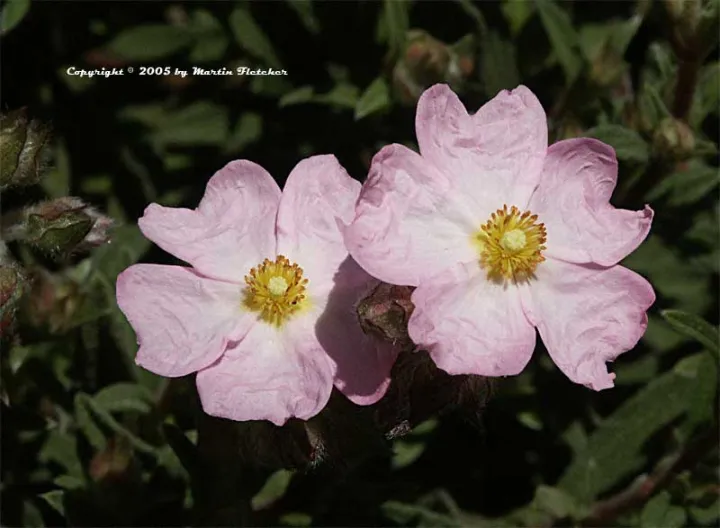 Cistus skanbergii (x)