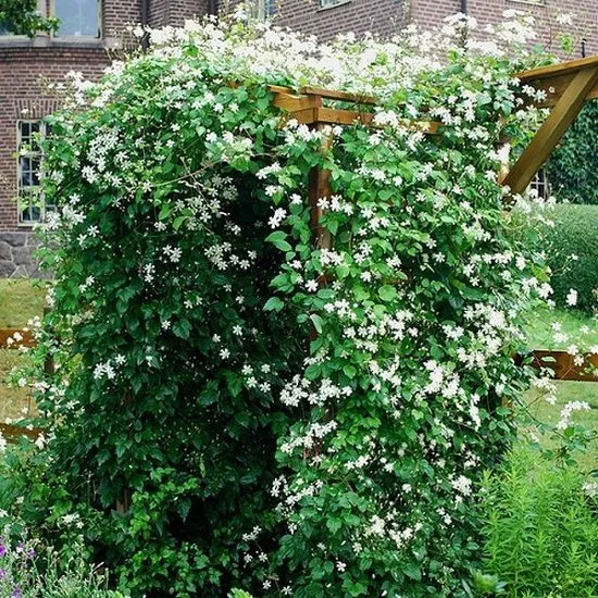 Clematis vitalba 'Paul Farges' (Summer Snow)